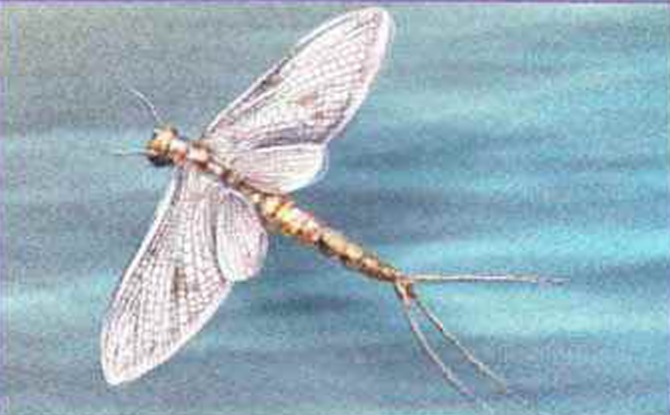 Во время брачного танца самец летает с широко раскрытыми крыльями и хвостовыми нитями.
