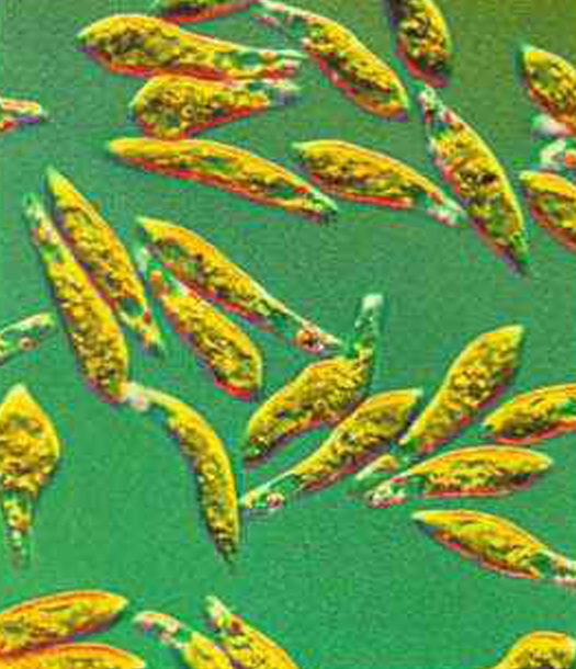 Наибольшей известностью среди жгутиковых пользуется одноклеточная водоросль эвглена.