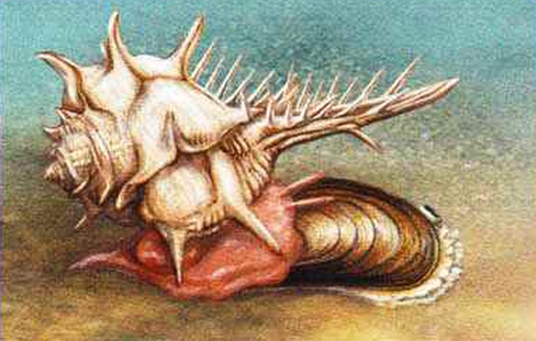 Иглянка заползает на раковину двустворчатого моллюска и с помощью радулы просверливает в ней отверстие.