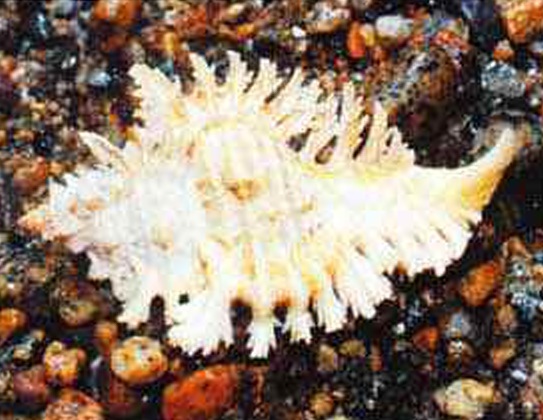 Далеко не все иглянки носят на раковинах шипы: у некоторых видов вместо них образуются ребристые складки либо тонкие пластинки. Раковины моллюсков, обитающих на коралловых рифах, внешне напоминают фрагменты этих образований.