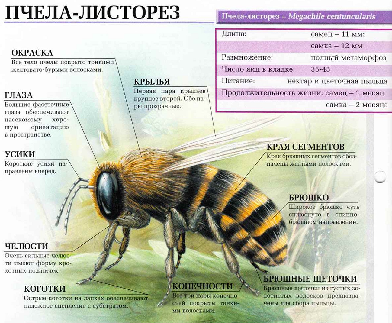 Описание пчелы-листореза.