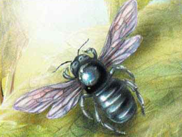 Пчела-плотник (Xylocopa valga).