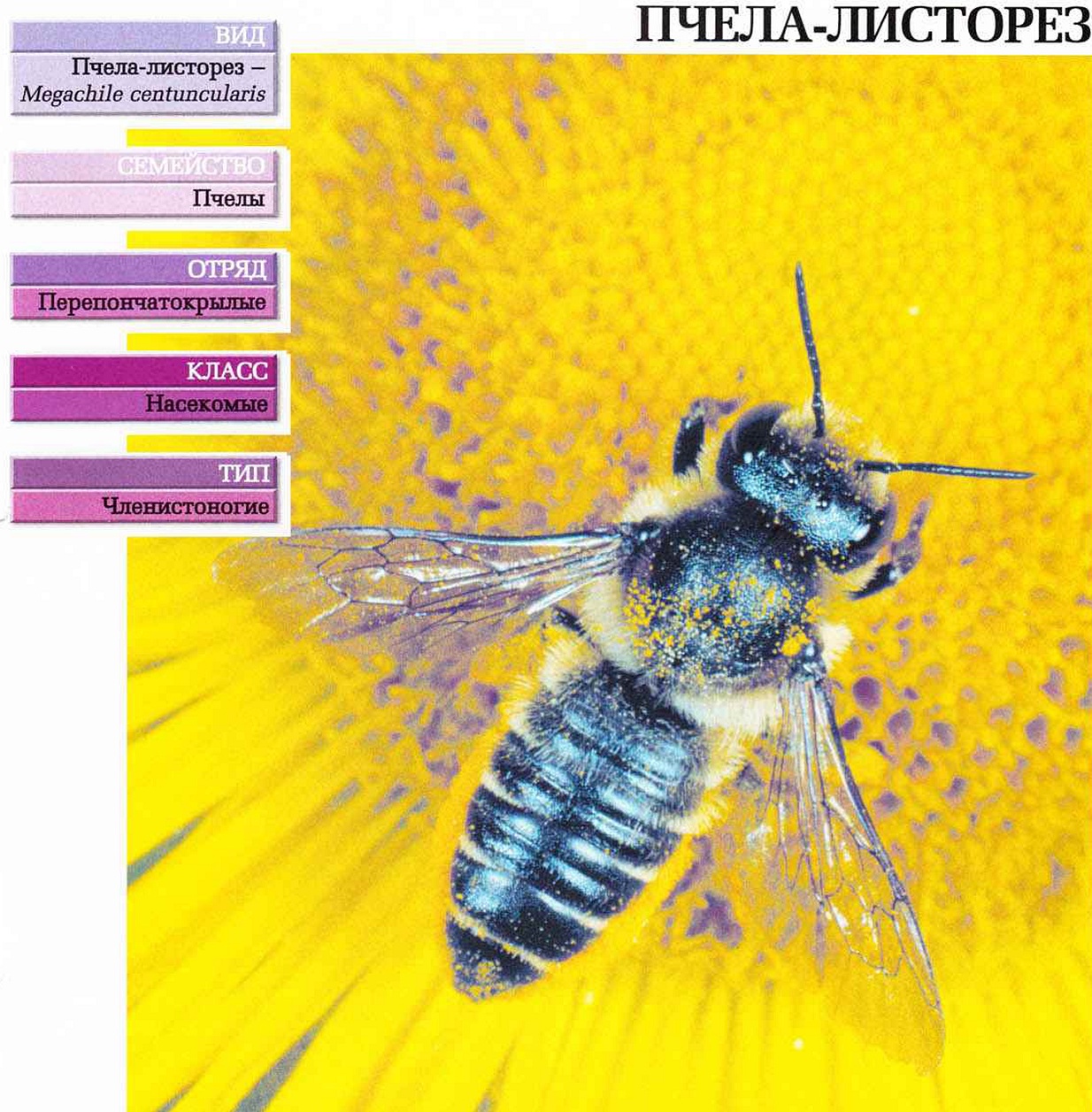 Систематика (научная классификация) пчелы-листореза. Megachile centuncularis.