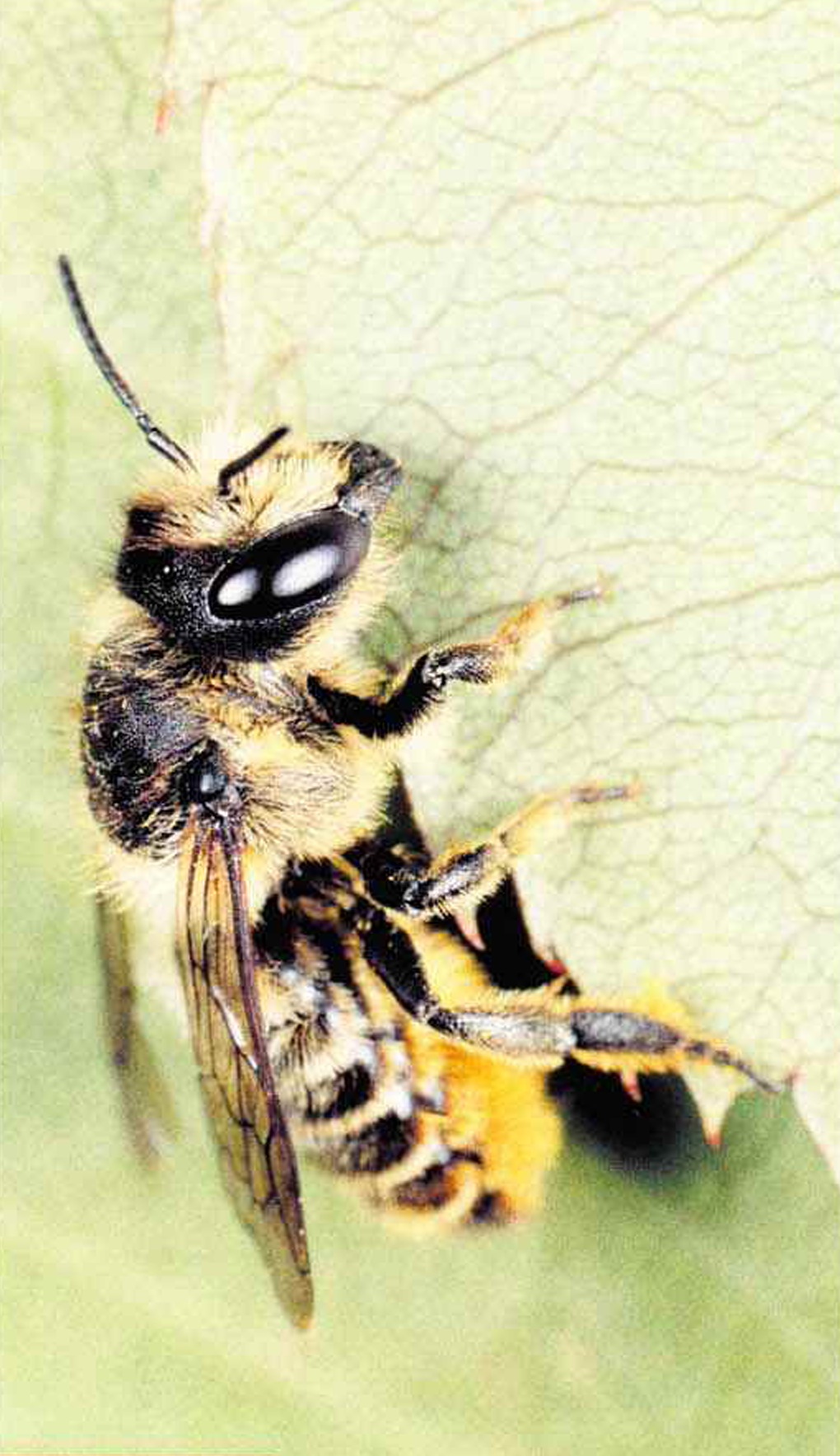 Пчела-лисгорез повсеместно водится в садах и огородах.