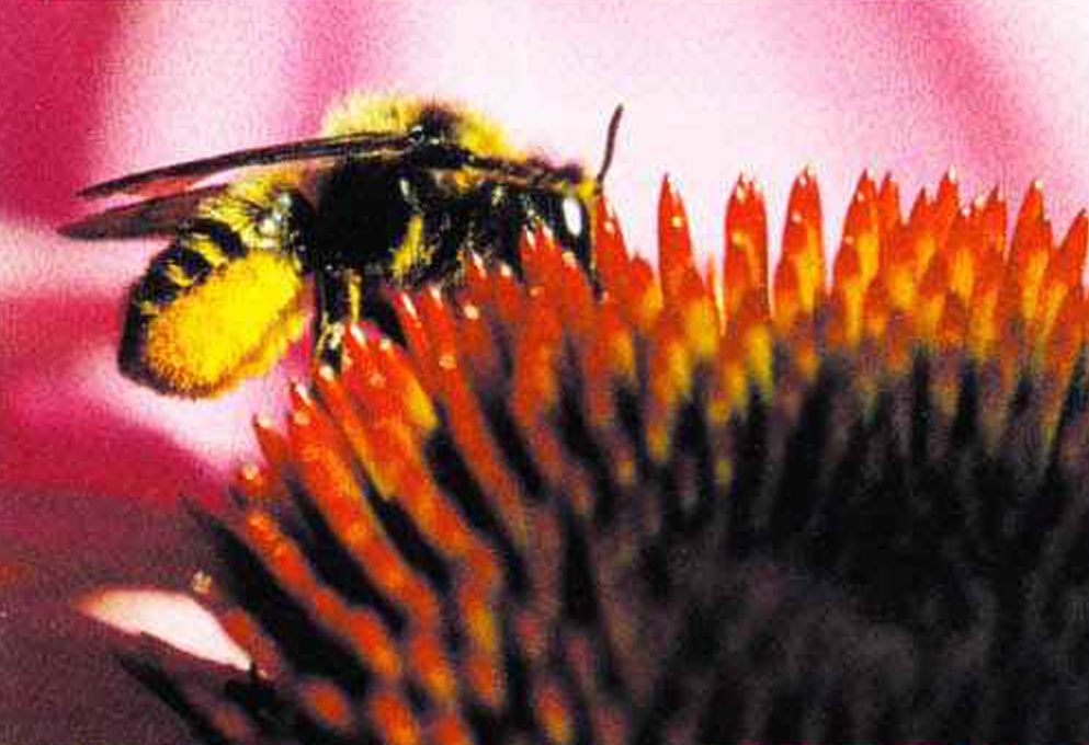 Пчела-листорез собирает пищу на участке радиусом 2 км вокруг того места, где построено гнездо.