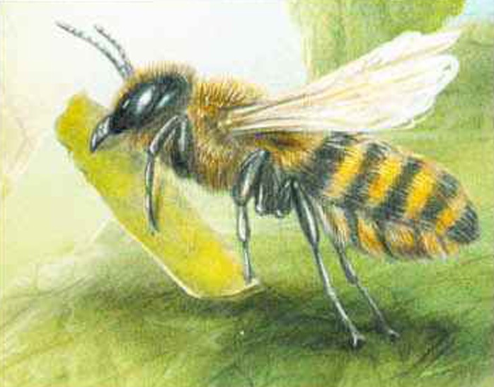 Пчела-листорез несет кусочек листка, чтобы использовать его в сооружении гнездовых ячеек.