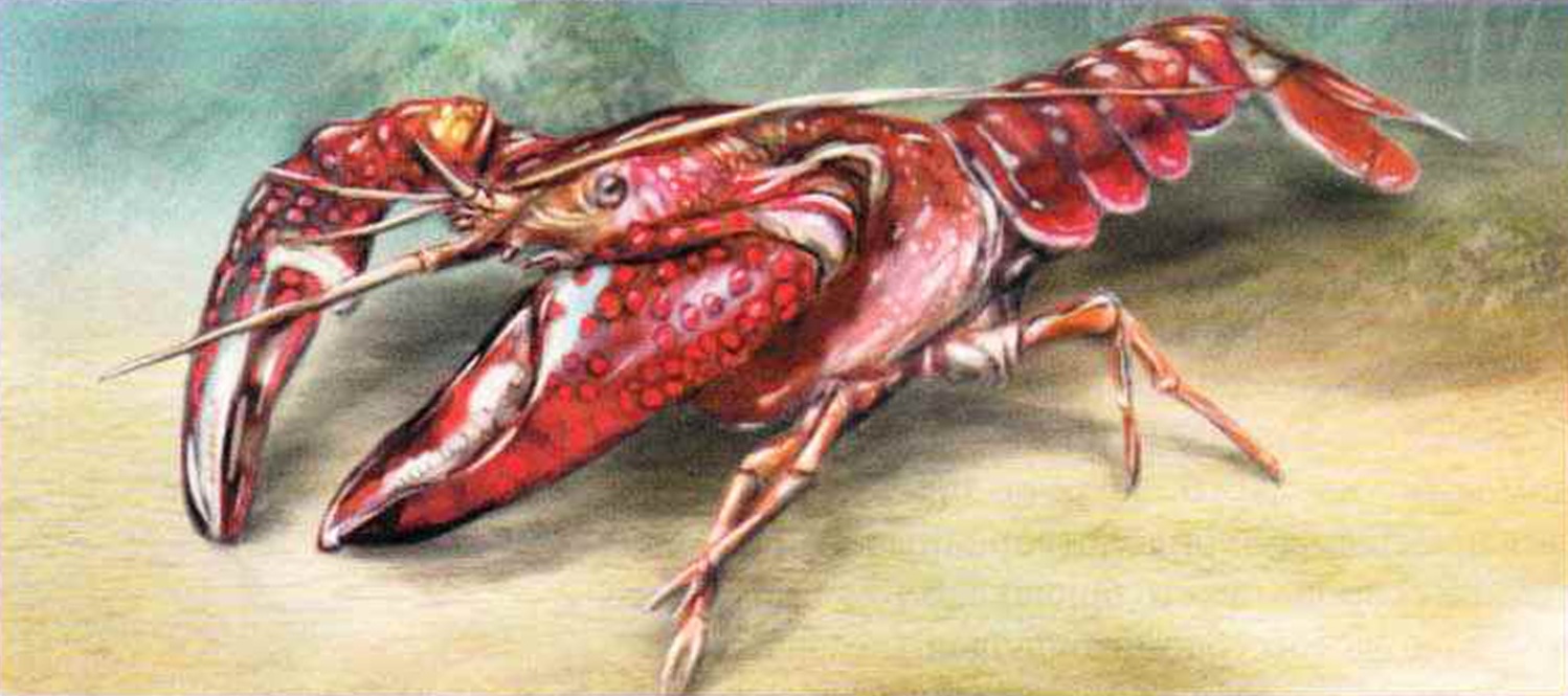 Красный болотный рак (Procambarus clarkii).
