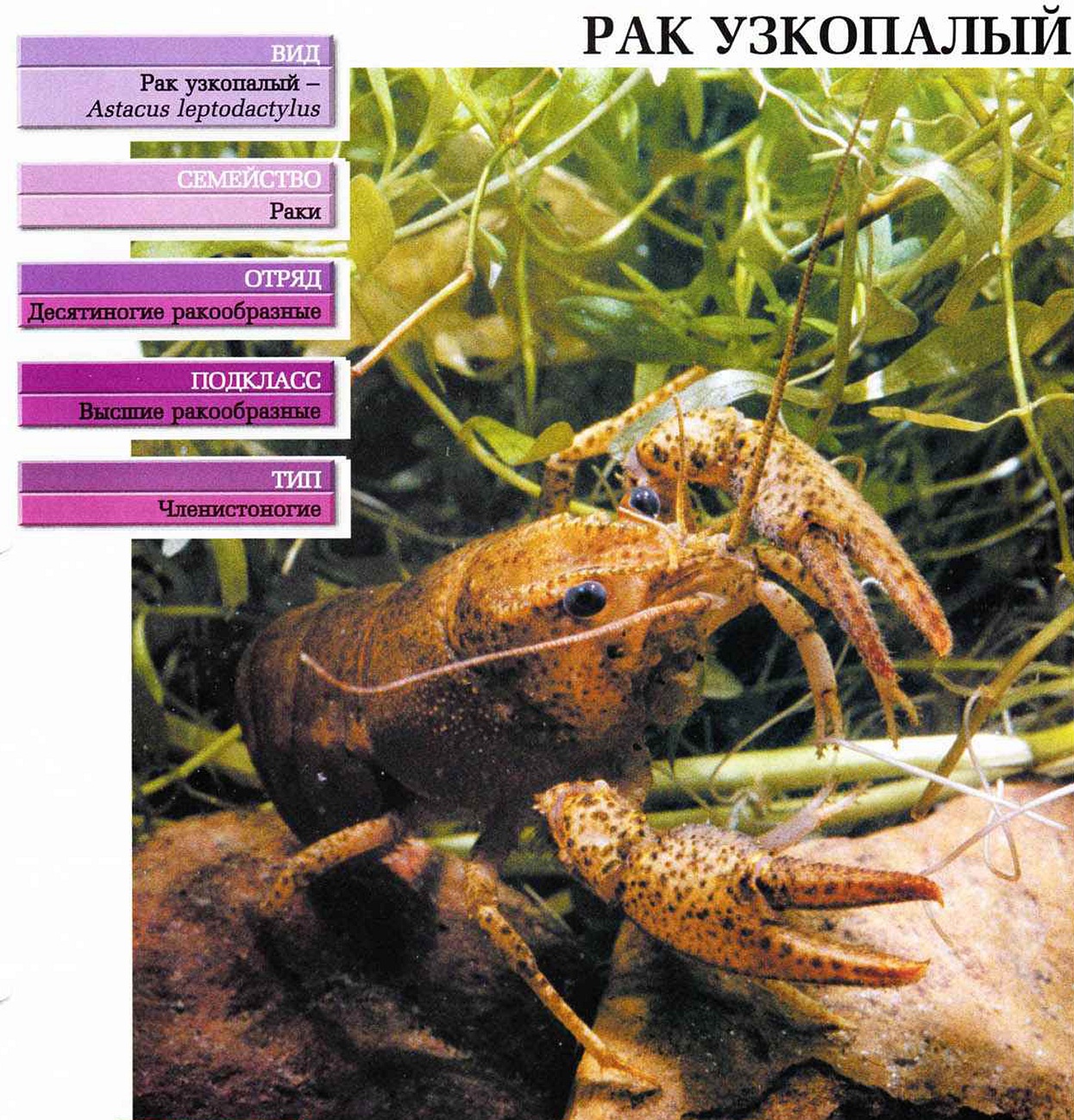 Систематика (научная классификация) рака узкопалого. Astacus leptodactylus.