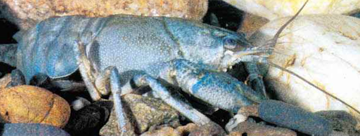 Некоторые особи широкопалых и узкопалых раков окрашены в голубой цвет.