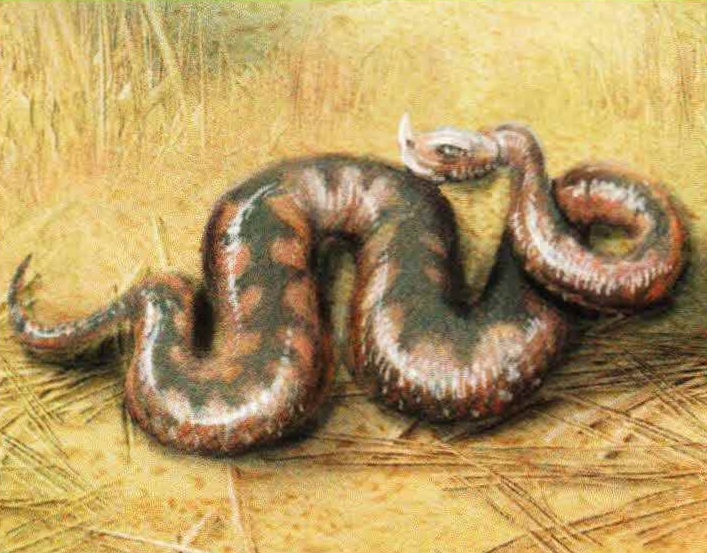 Носатая гадюка (Vipera ammodytes).
