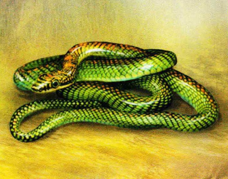 Райская украшенная змея (Chrysopelea paradisi).