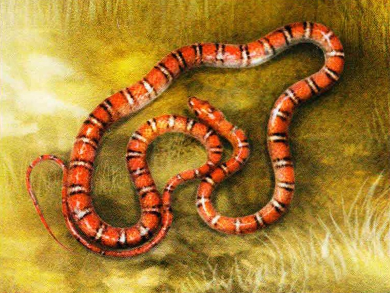 Багрово-черная украшенная змея (Chrysopelea pelias).
