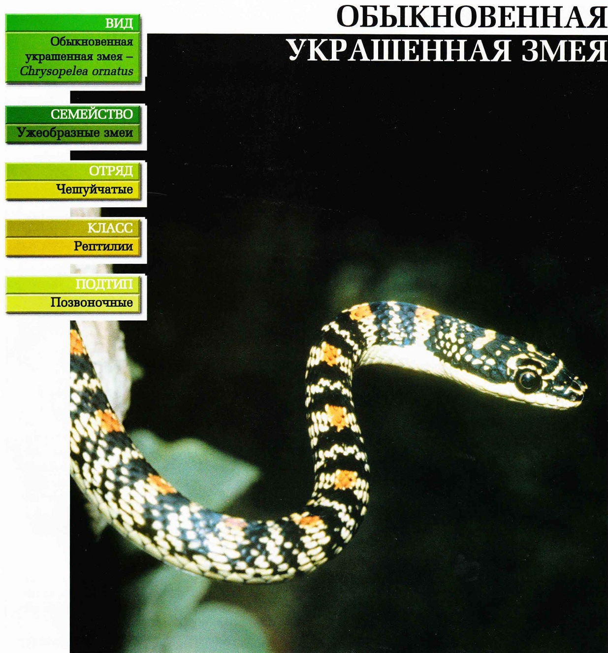 Систематика (научная классификация) украшенной змеи обыкновенной. Chrysopelea ornatus.