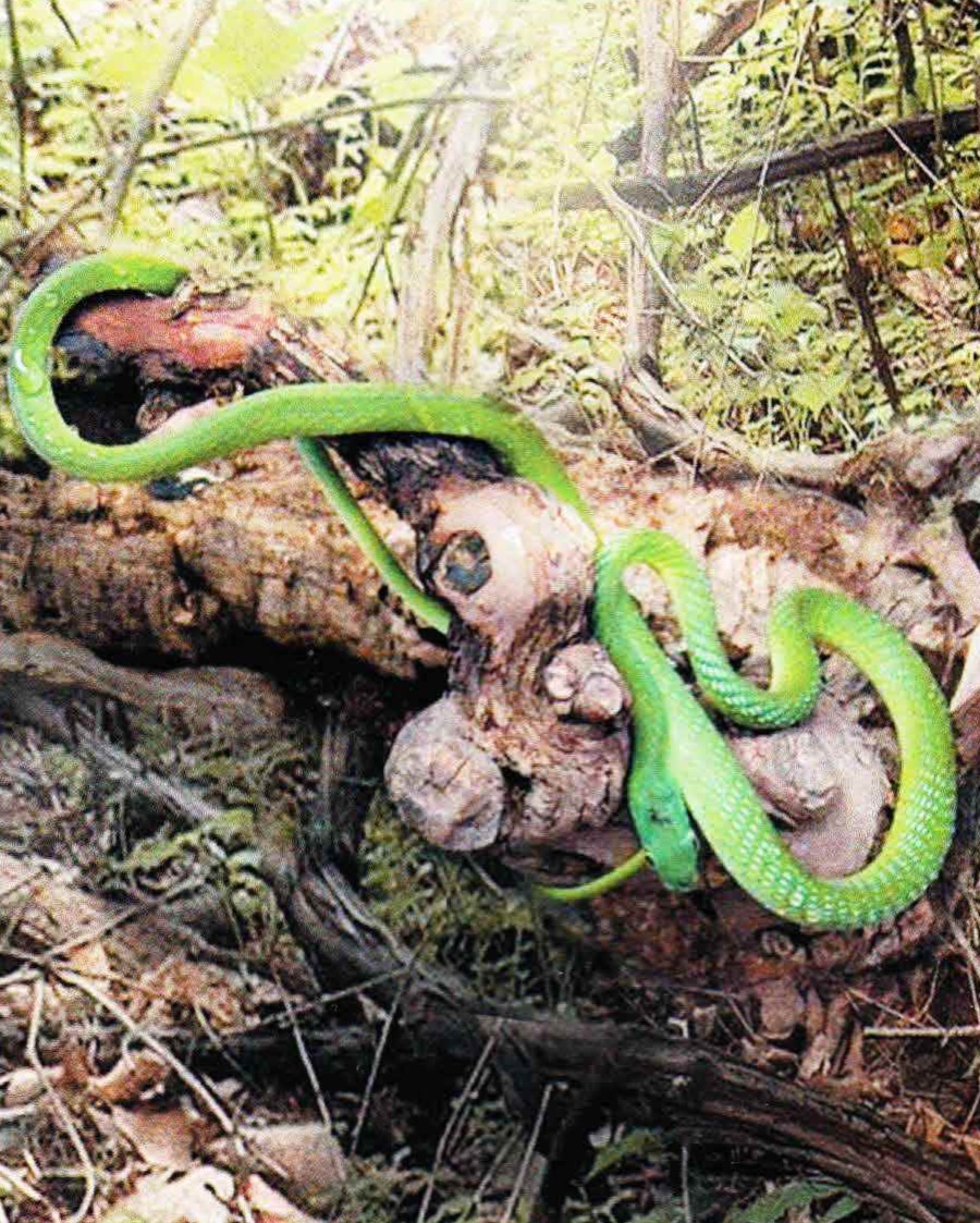 Англичане называют обыкновенную украшенную змею golden tree snake, то есть золотой древесной змеей.