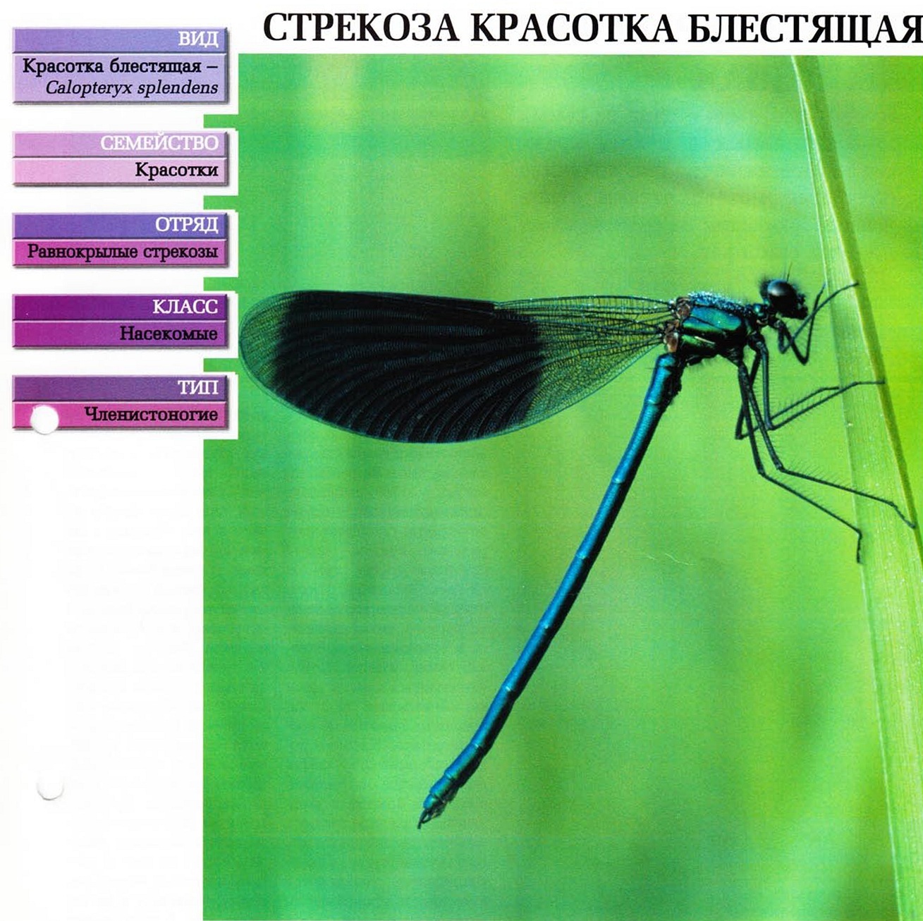 Систематика (научная классификация) красотки блестящей. Calopteryx splendens.