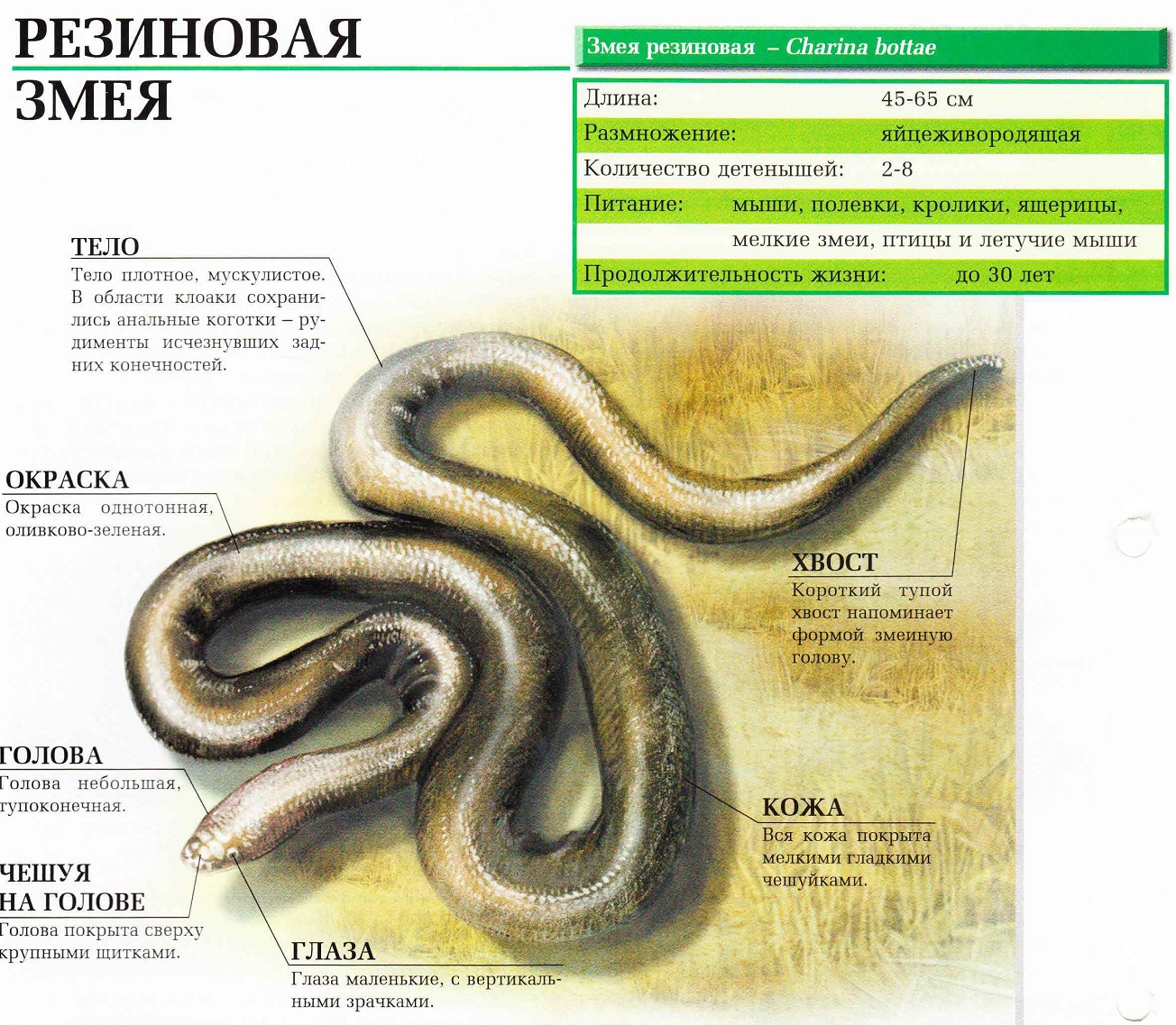 Описание резиновой змеи.