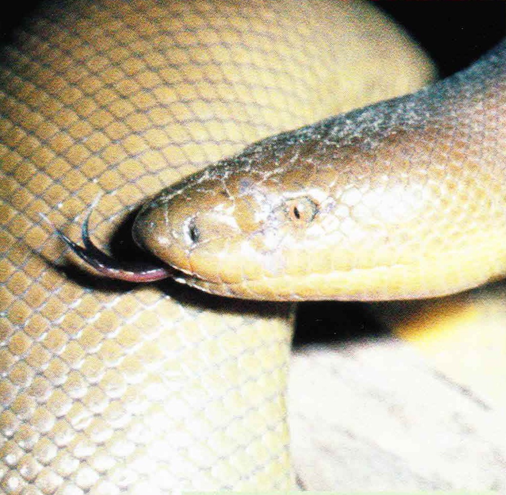 Змеи, обитающие в южных районах, меньше своих северных сородичей и окрашены в более светлые коричневые оттенки.