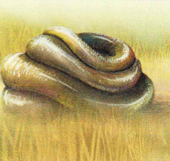При виде опасности резиновая змея сворачивается в тугой клубок.