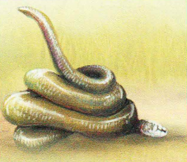 Пряча голову внутрь колец, змея выставляет наружу хвост, чтобы сбить с толку хищника.