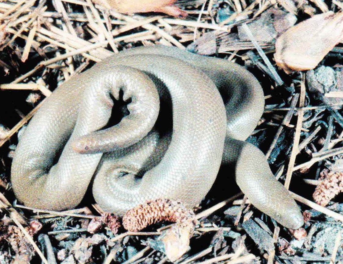 У многих резиновых змей на хвосте заметны шрамы, свидетельствующие об эффективности описанного выше метода обороны.