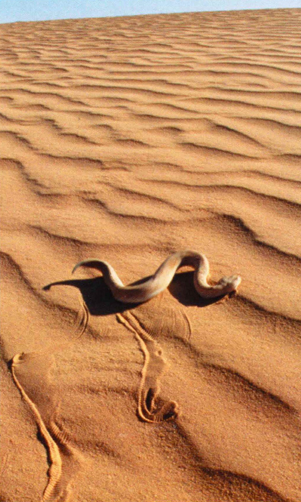 На песчаных дюнах жарких пустынь рогатая гадюка чувствует себя как дома. Движется она боковым ходом, забрасывая заднюю часть туловища вперед и вбок.