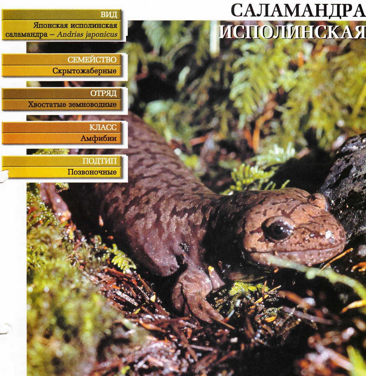 Систематика (научная классификация) саламандры исполинской. Andrias japonicus.