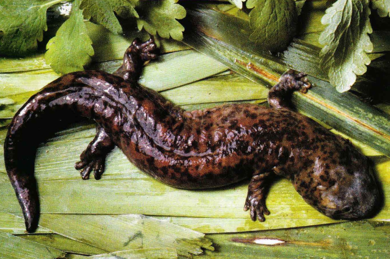 Охотнее всего исполинская саламандра селится в тех водоемах, где высокие берега густо заросли деревьями и кустарником.