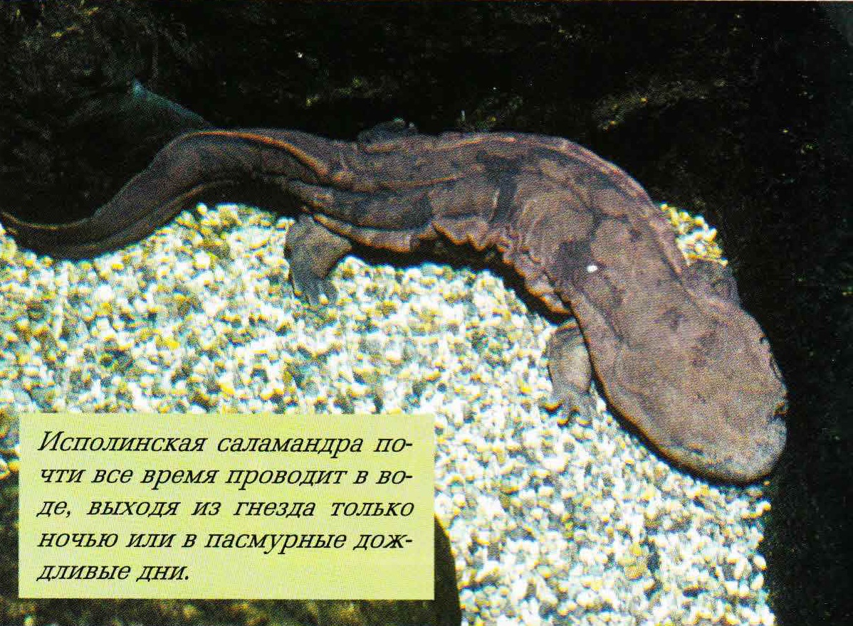 Исполинская саламандра почти все время проводит в воде, выходя из гнезда только ночью или в пасмурные дождливые дни.