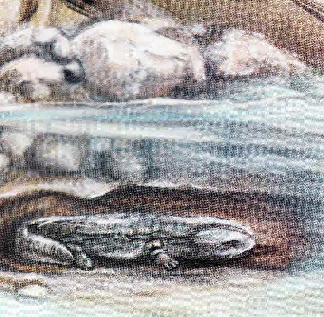 Временами саламандра подолгу отсиживается в норе, питаясь тем, что приносит вода, протекающая через ее жилище.
