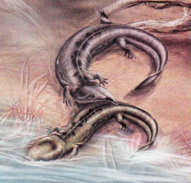 Среди саламандр нередки случаи каннибализма, когда мелкие особи становятся жертвами более крупных сородичей.