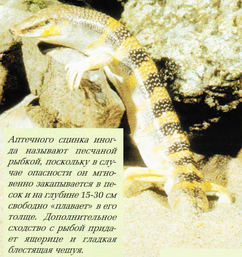 Аптечного сцинка иногда называют песчаной рыбкой, поскольку в случае опасности он мгновенно закапывается в песок и на глубине 15-30 см свободно «плавает» в его толще. Дополнительное сходство с рыбой придает ящерице и гладкая блестящая чешуя.