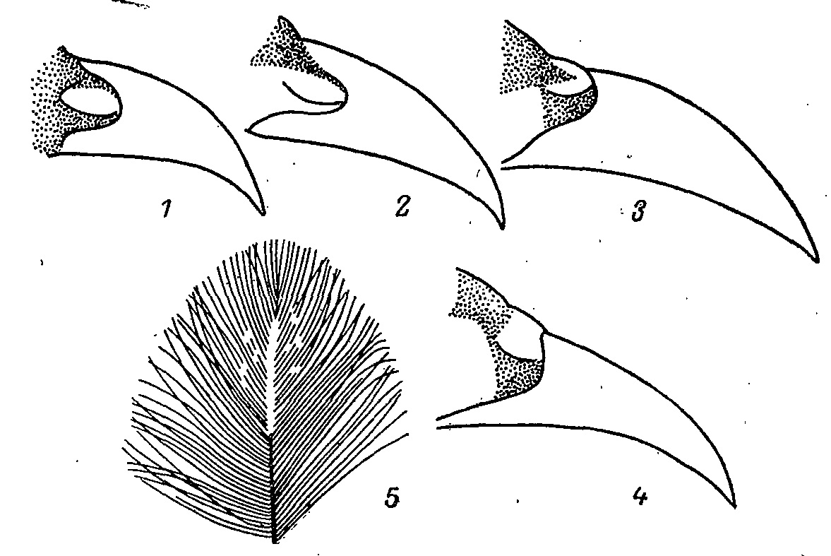 Рис. 5. Оперение ноздрей у некоторых фазановых птиц.<br>1 — Lerwa lerwa; 2 — Tragopan temmincki; 3 — Lophophorus impeyanus; 4 — L. lhuysi; 5 — ноздревое перо самца Tetrao urogallus.
