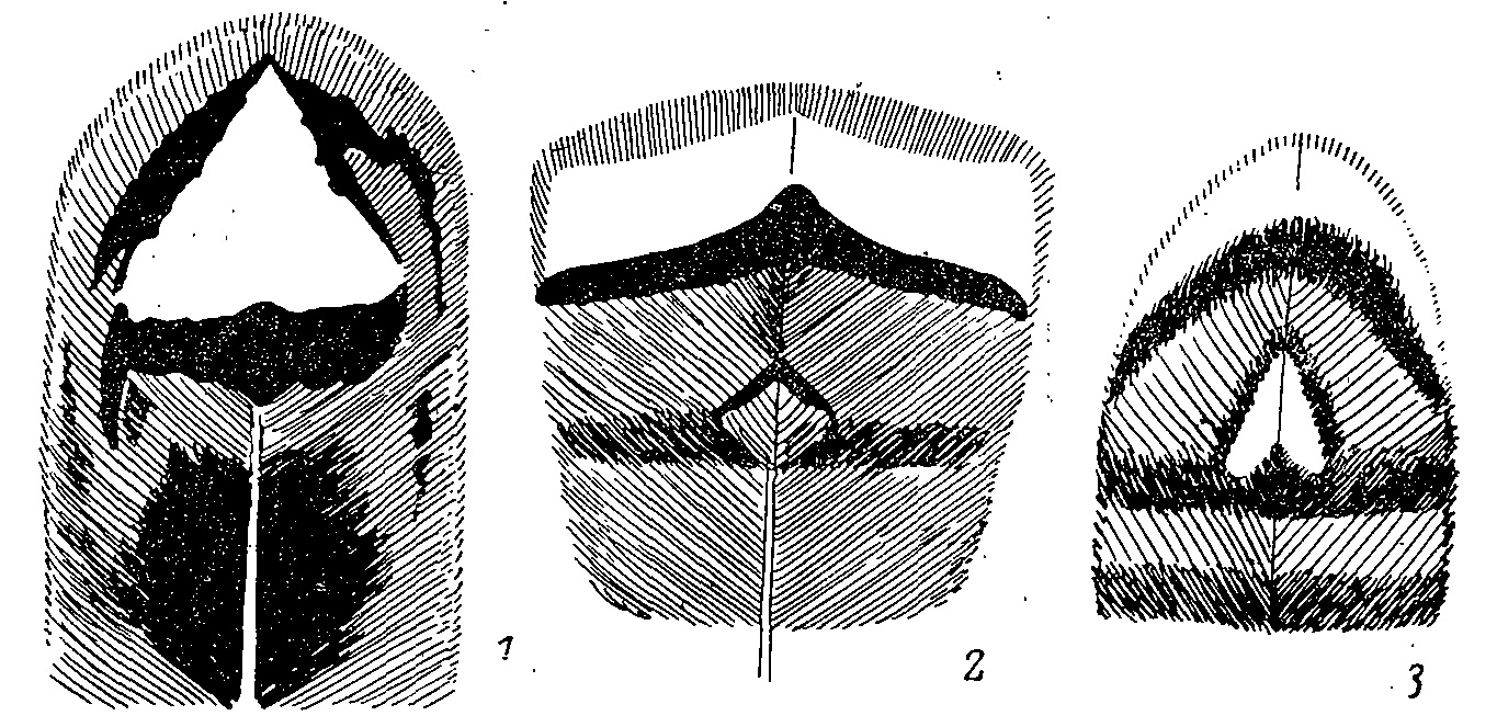 Рис. 1. Рисунок на перьях груди самцов тетеревиных.<br>1 — Falcipennis falcipennis; 2, 3 — Bonasa bonasia (2 — с верхней, 3 — с нижней части груди).