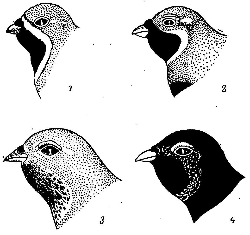 Рис. 3. Расчленяющий тип окраски перьев (1—5) и асимметричная окраска внутренних второстепенных (6, 8) и плечевых (7, 9) перьев.<br>1 — Bonasa tonasia, juv., спина; 2 — В. umbellus, самец, поясница; 3 — Falcipennis falcipennis, самец, поясница; 4 — Tetrao urogulloides, самец, кроющие крыла; 5 — Perdicula asiatica, самец, внутреннее второстепенное маховое перо; 6,7 — Dendragapus obscurus, самка; 8,9 — Bonasa bonasia, самка.