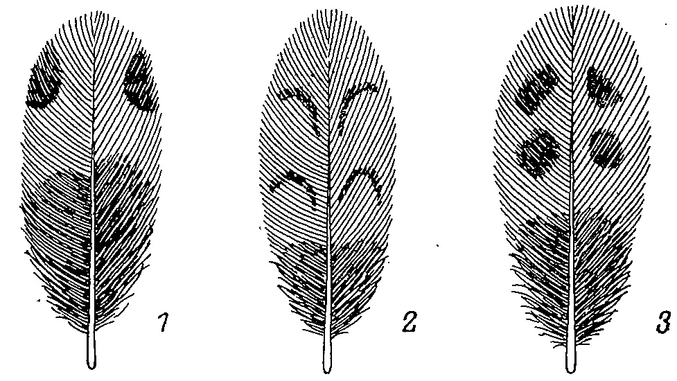Рис. 4. Горловое черное пятно у самцов.<br>1 — Bonasa bonasia; 2 — Falcipennis faleipennis; 3 — Dendragapus fuliginosus; 4 — Lyrurus tetrixviridanus, sad.