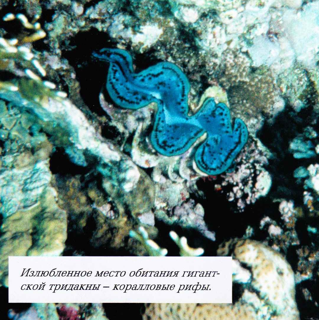 Излюбленное место обитания гигантской тридакны - коралловые рифы.
