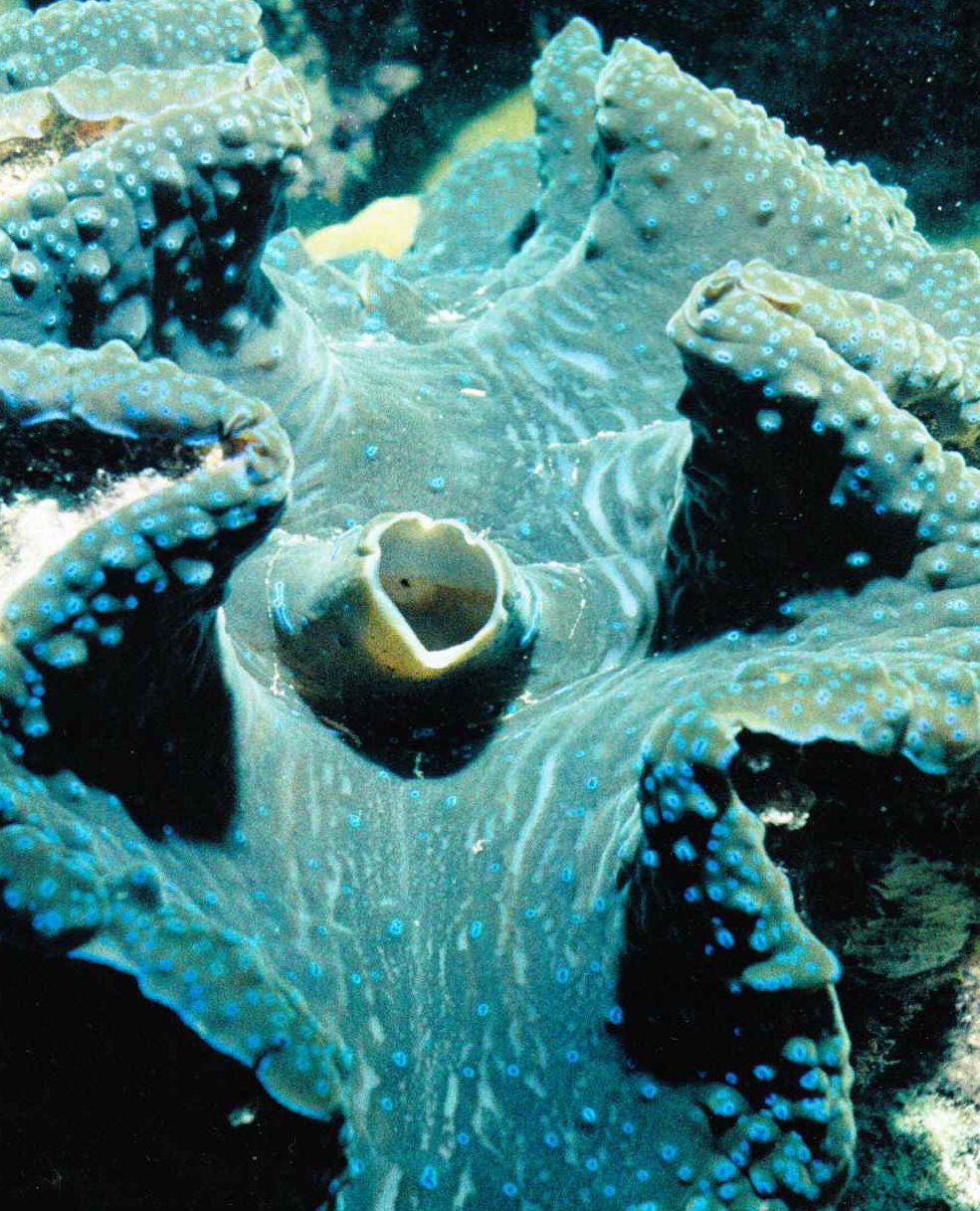 В мантии и сифоне гигантской тридакны живут водоросли, придающие хозяйке зеленую окраску.