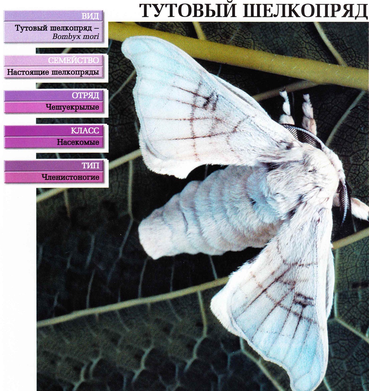 Систематика (научная классификация) шелкопряда тутового. Bombyx mori.
