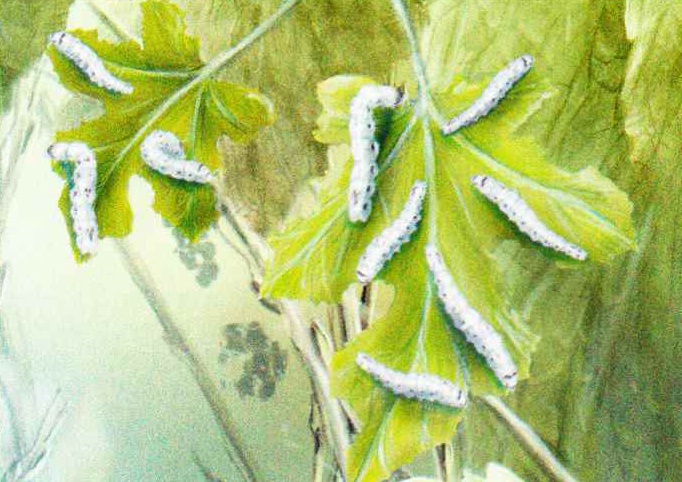 Кормовым растением тутового шелкопряда является белая или черная шелковица.