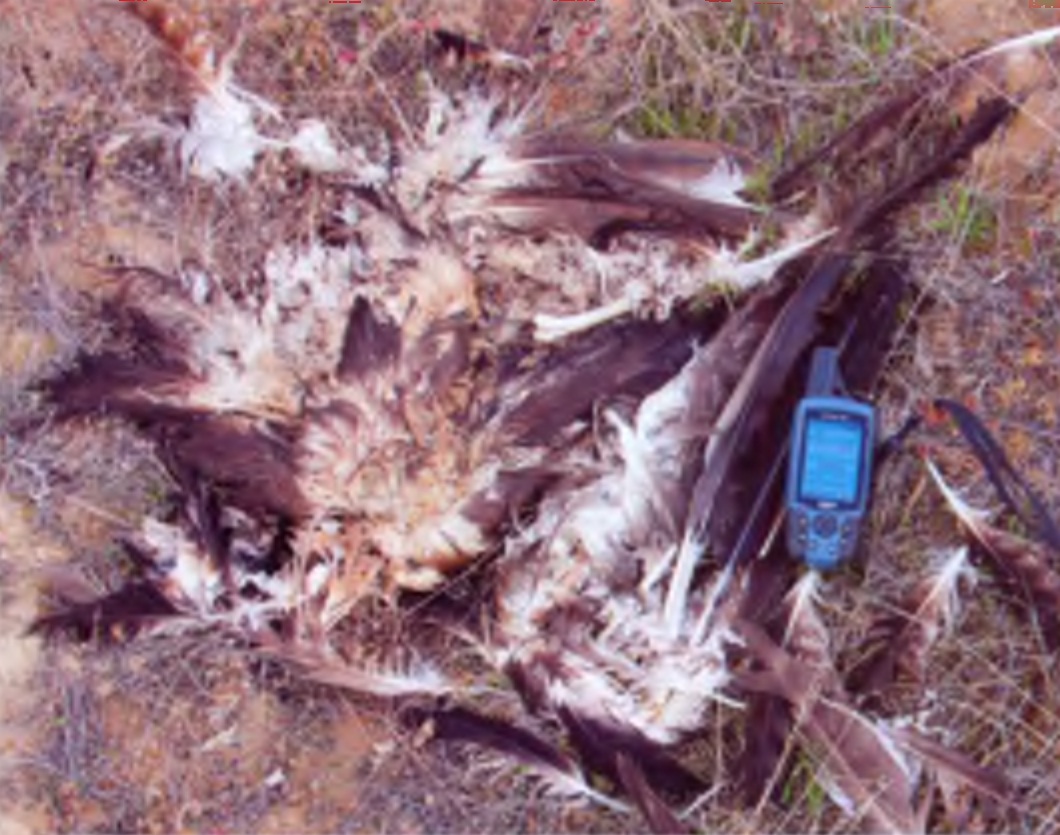 Чаще всего мы находим не целые трупы птиц, а лишь перья и кости — остатки трапезы хищников (лисиц, корсаков и др.) которые находят и утилизируют погибших на ЛЭП птиц.