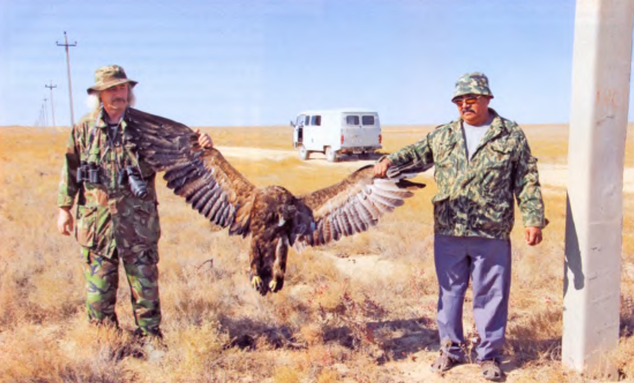 Степной орел (Aquila nipalensis), погибший от поражения электрическим током. Вид занесен в Красные книги РК и РФ.