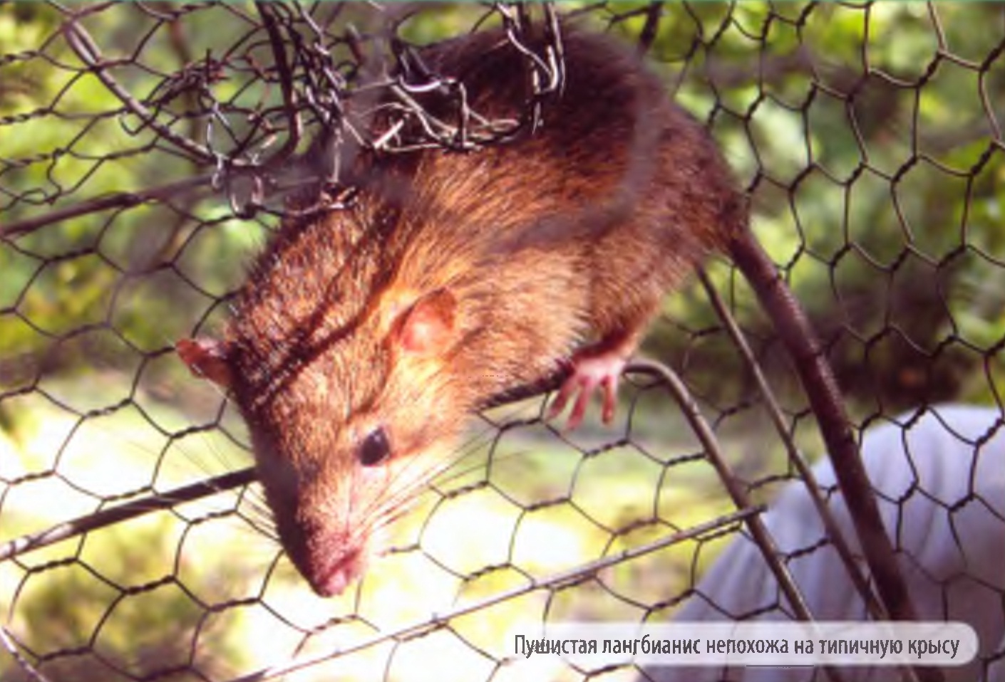 Пушистая лангбианис непохожа на типичную крысу.