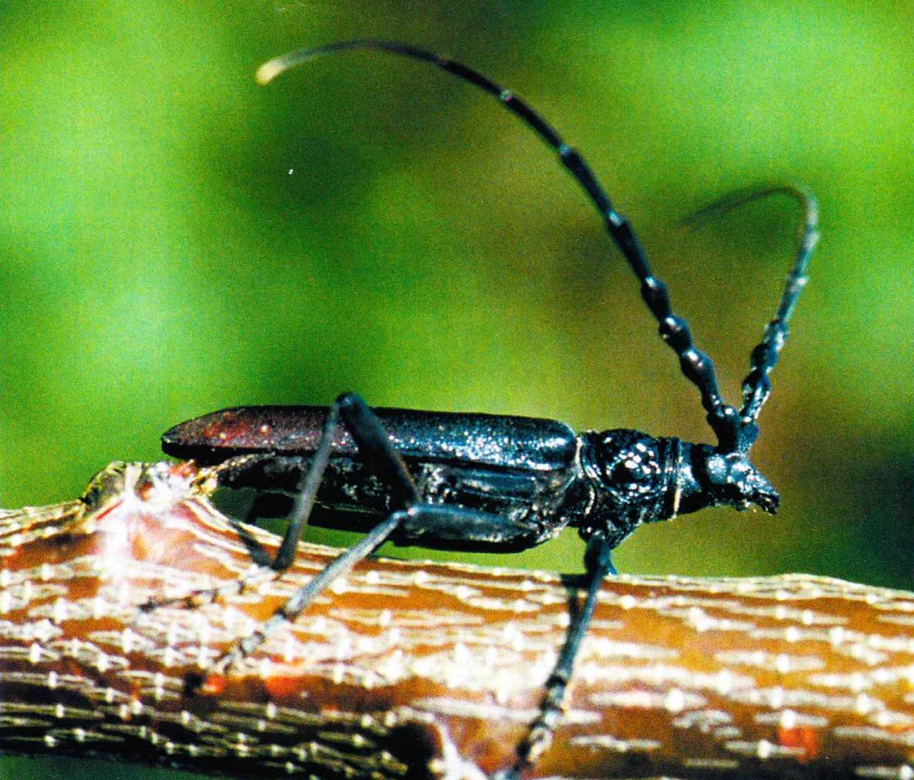 От момента, когда жук выбирается из древесной толщи, и до начала периода спаривания проходит всего несколько недель.
