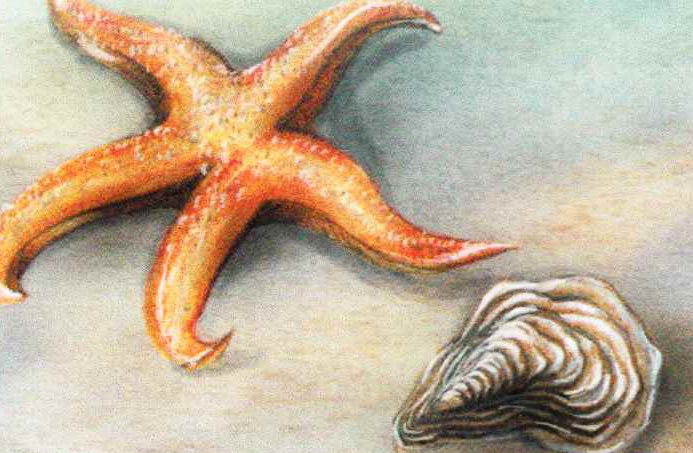 Морская звезда - один из самых грозных естественных врагов устрицы.