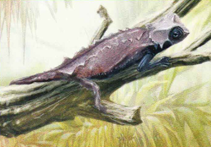 Брукезия (Brookesia decaryi).
