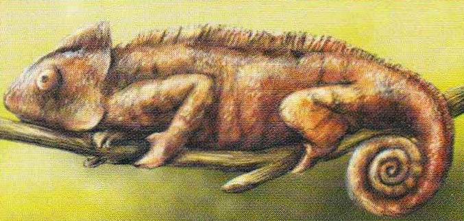 Гигантский хамелеон (Chamaeleo oustaleti).
