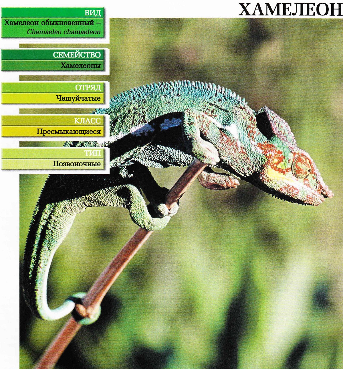 Систематика (научная классификация) хамелеона обыкновенного. Chamaeleo chamaeleon.