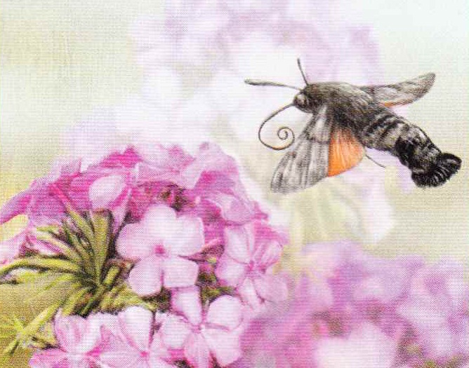 Подлетев к цветку, насекомое разворачивает длинный хоботок.