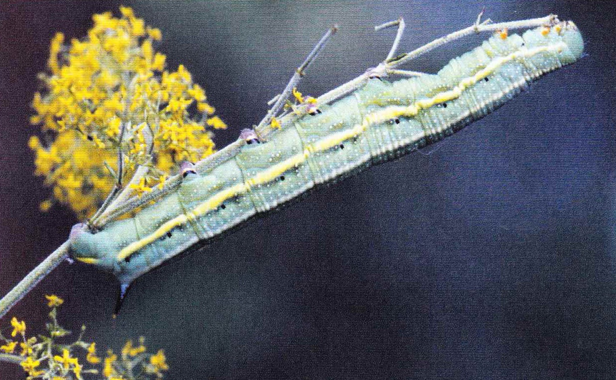 Зеленое, с продольными кремовыми полосками тело гусеницы хоботника снабжено характерным для бражников шипом на конце хвостовой части.