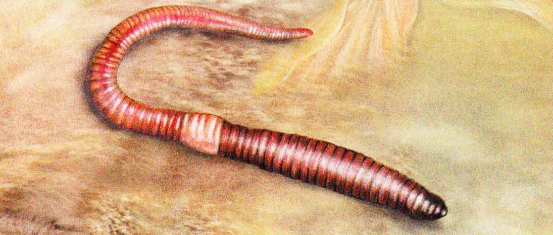 Красноватый дождевой червь (Lumbricus rubellus).